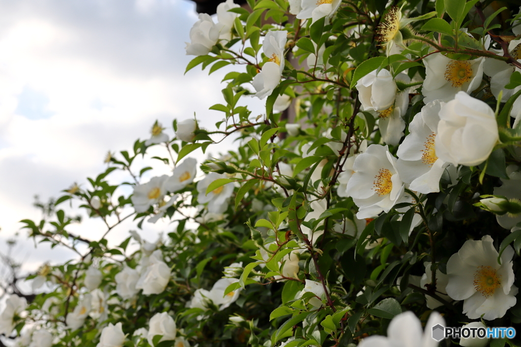 街の花