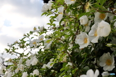 街の花