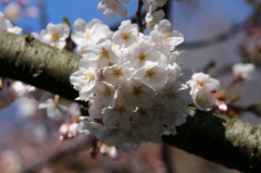 寺の花