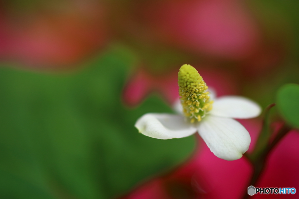 街の花