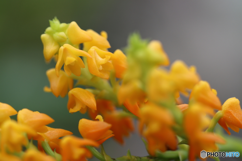 園の花