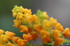 園の花