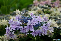 街の花
