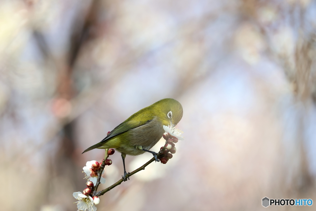 野鳥