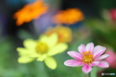 街の花