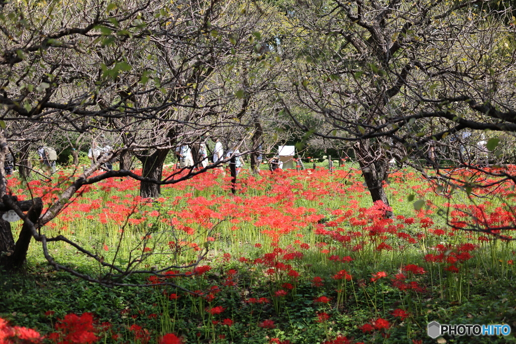 郷土の森
