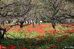 郷土の森