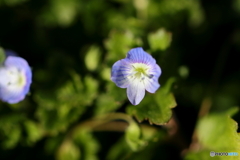 街の花