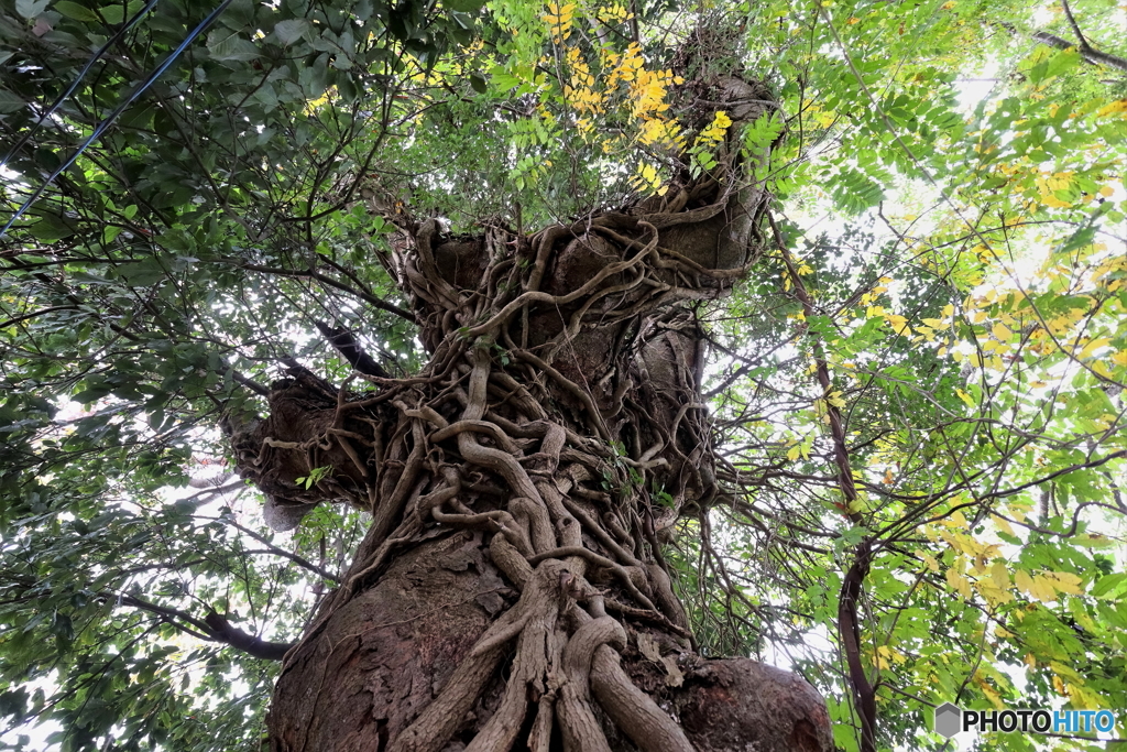 相模湖