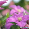 街の花