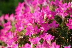 街の花