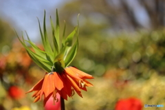 園の花