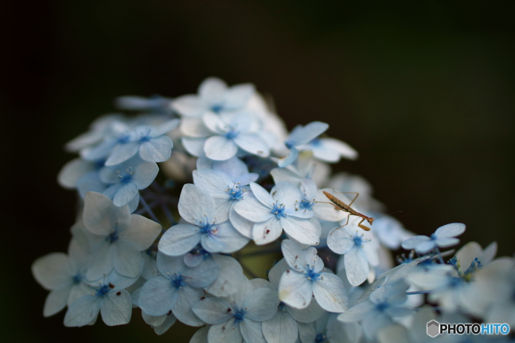 紫陽花