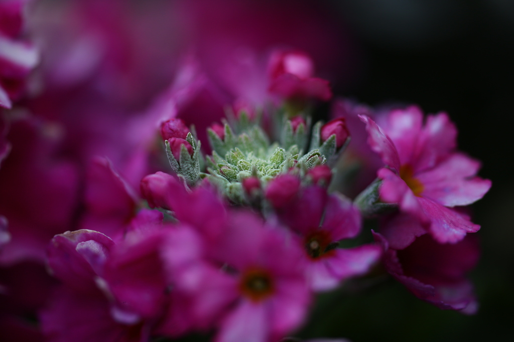 街の花