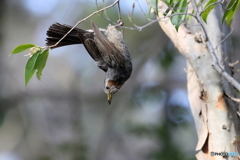 野鳥