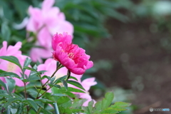 街の花
