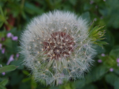 遊歩道の花