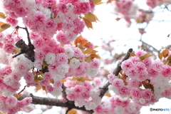 街の花