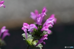 街の花