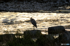 野鳥