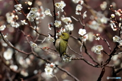 野鳥