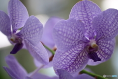 園の花