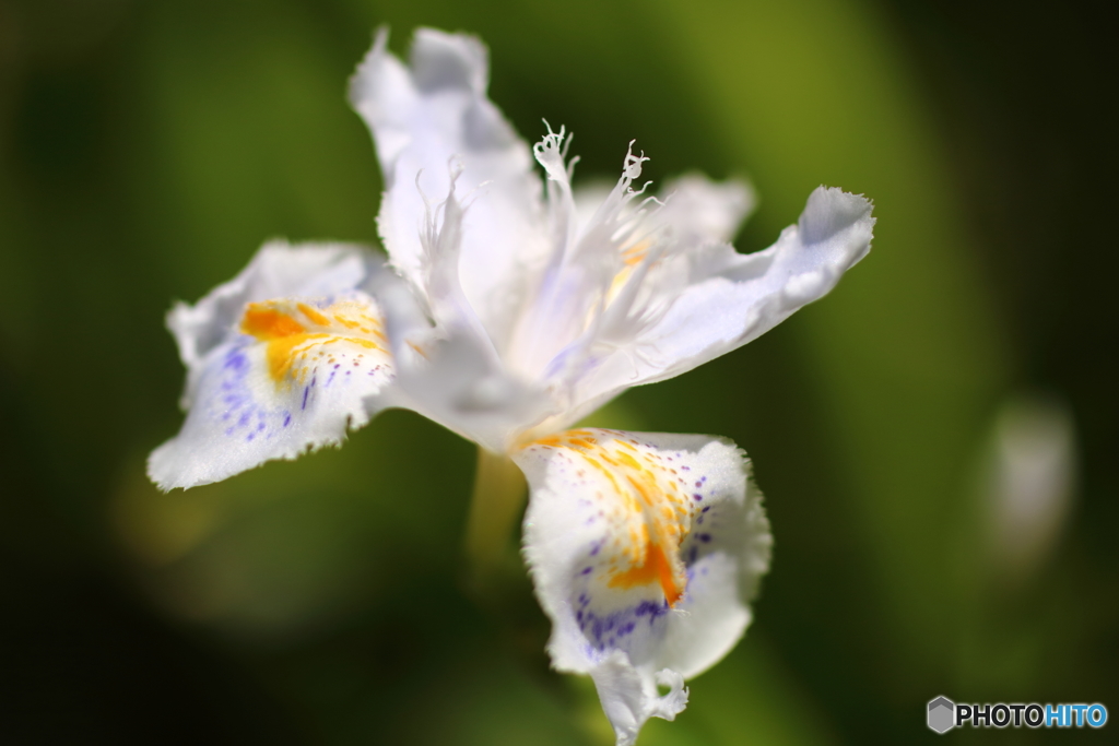 街の花