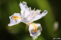 街の花