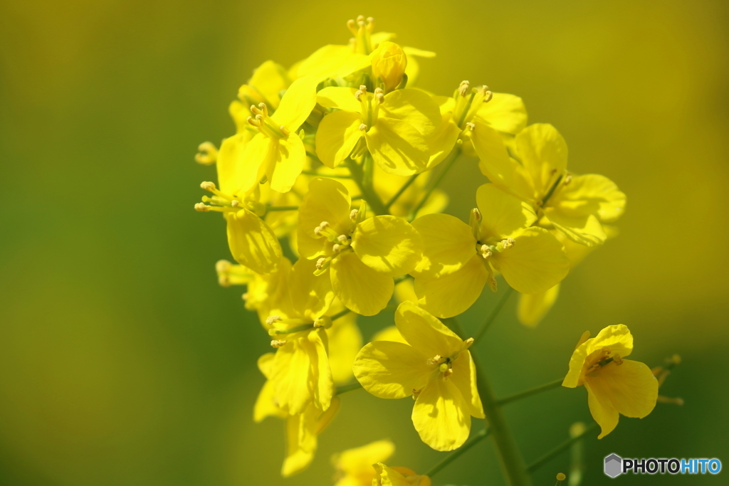 街の花