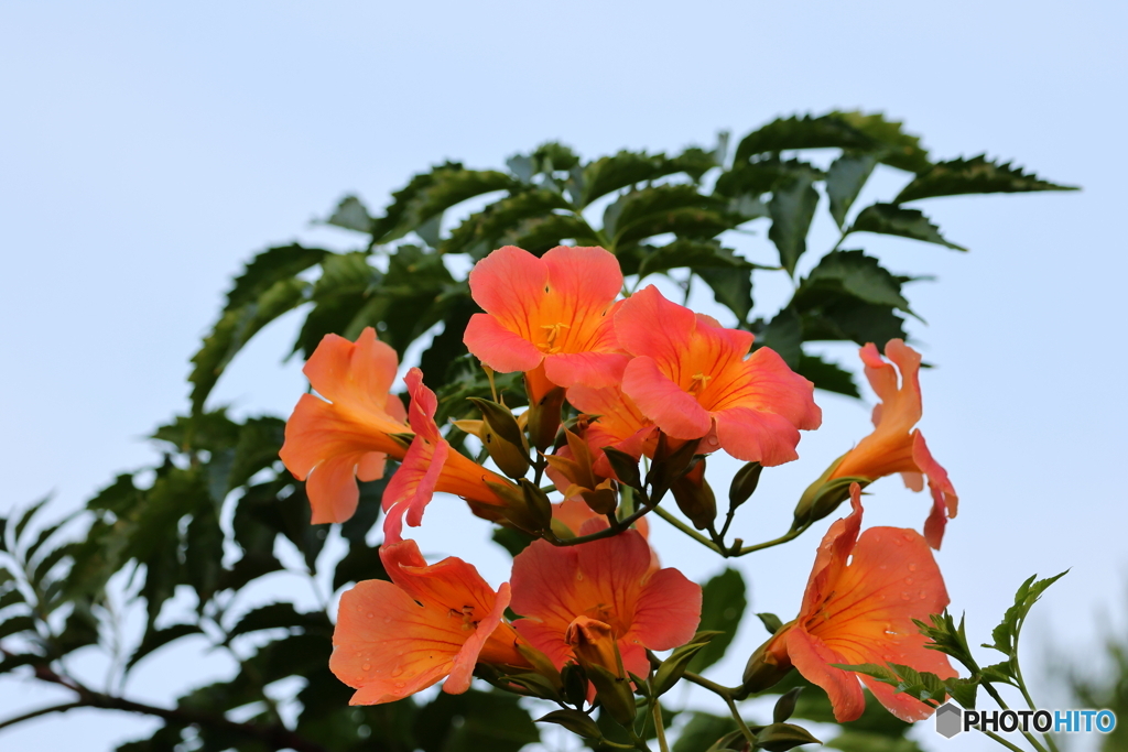 街の花