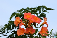 街の花