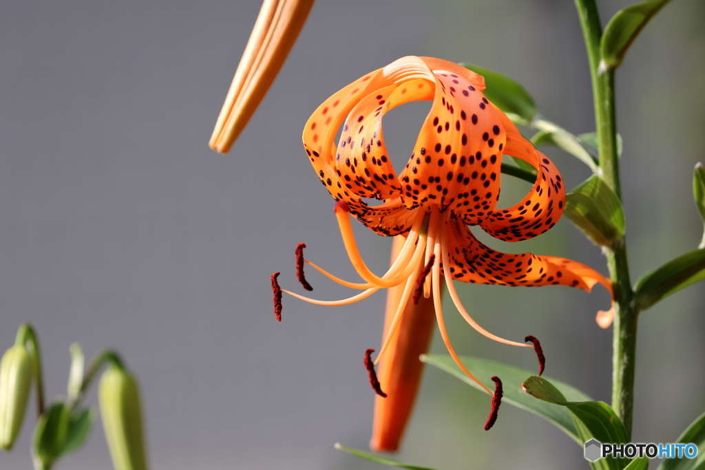 街の花