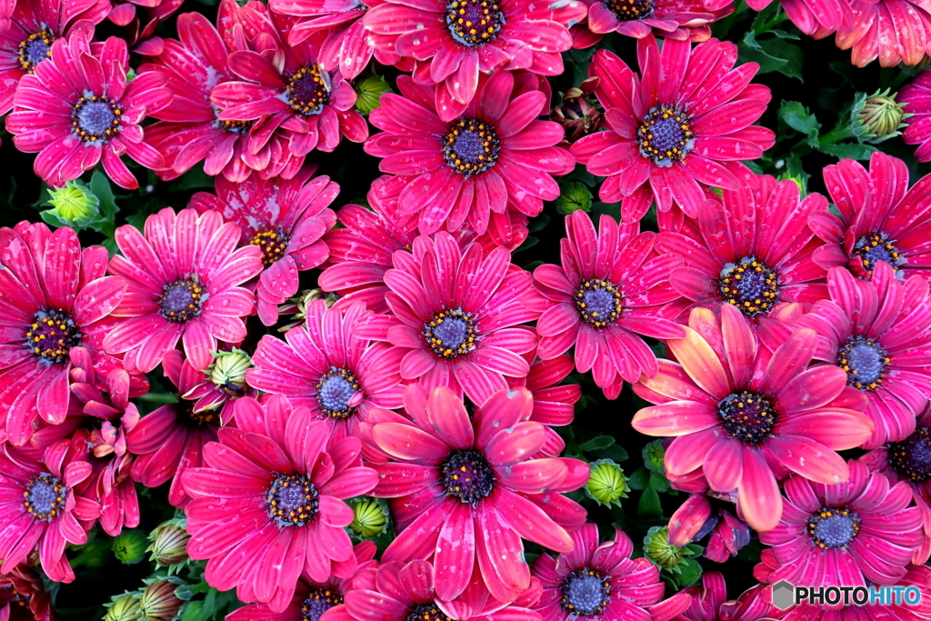 街の花