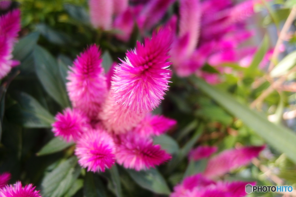 街の花