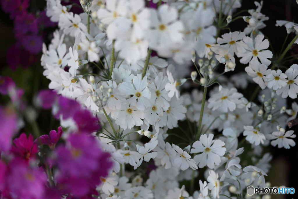 街の花