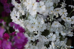 街の花