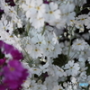 街の花