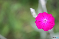 街の花