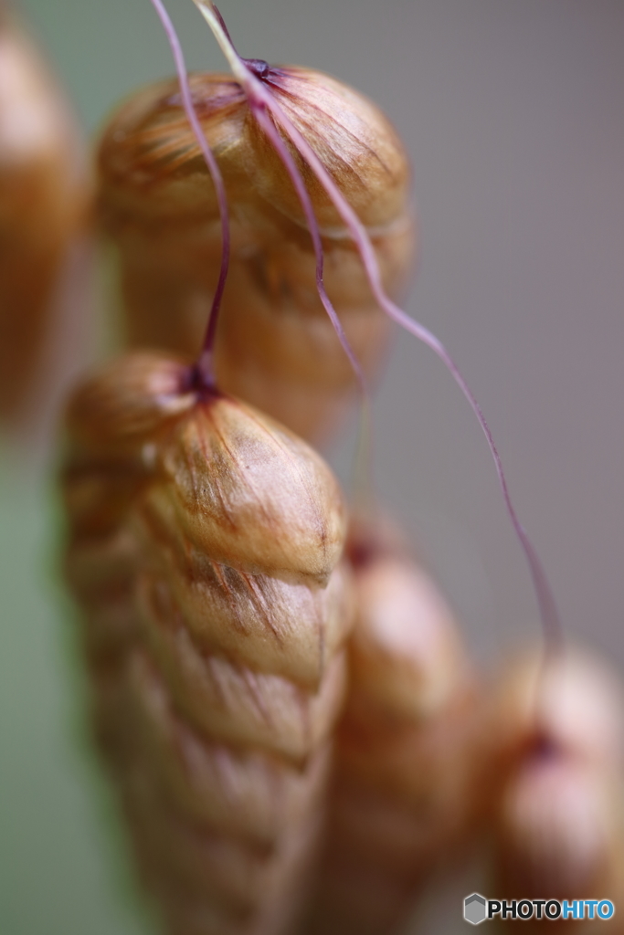 小判草