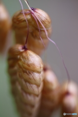 小判草