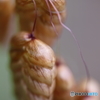 小判草