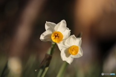 街の花