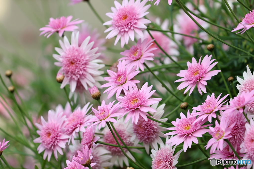街の花