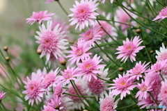 街の花