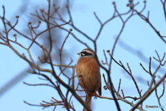 野鳥