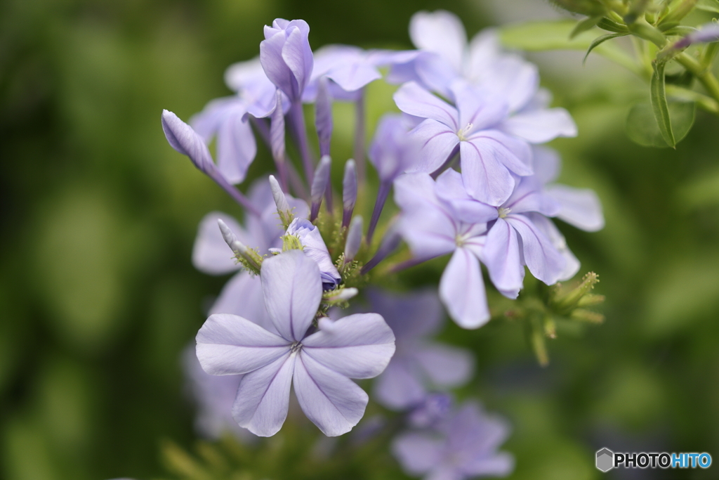 街の花