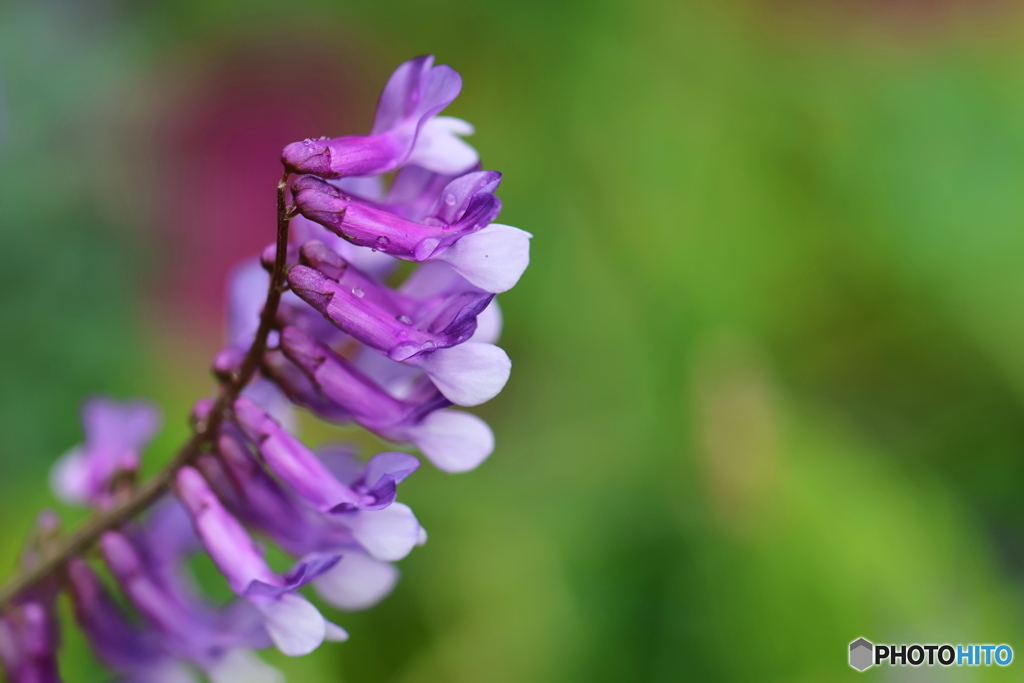 街の花