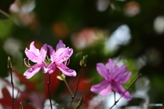 街の花