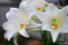 街の花