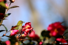 野鳥